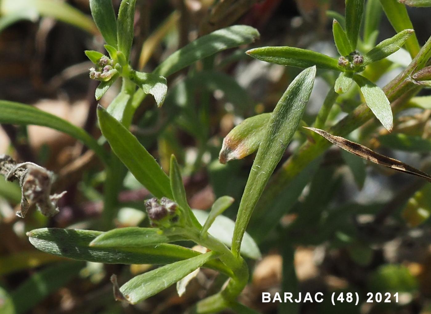 Alyssum, Sweet leaf